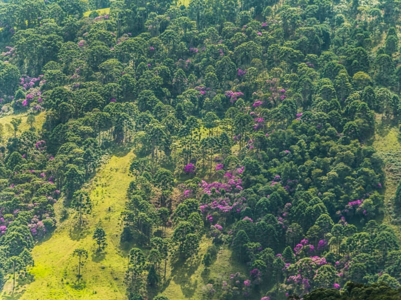 CAMPO DAS ARAUCÁRIAS 9