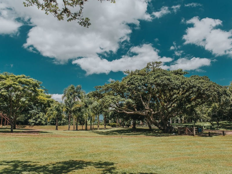 FIGUEIRA MAIS LINDA