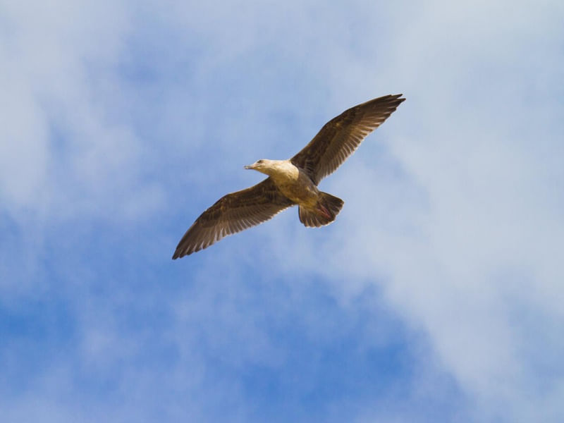 BIG BIRD SKY