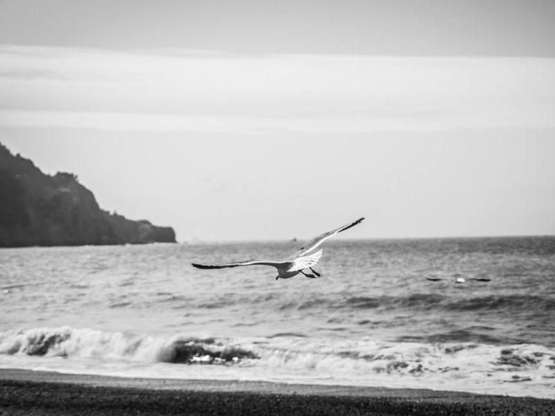 BIRD B&W