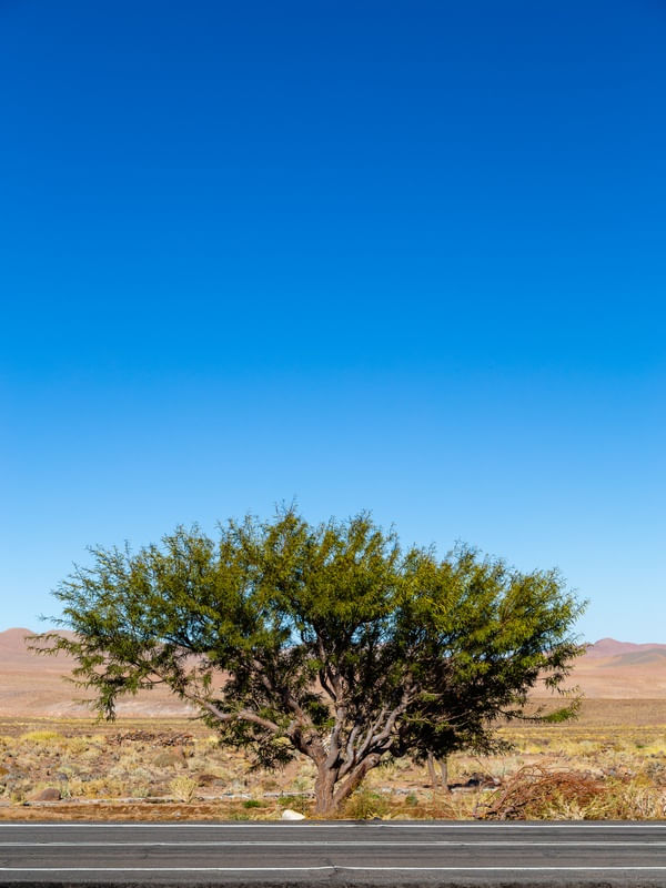 ÁRVORE SOLITÁRIA NA IMENSIDÃO DO ATACAMA