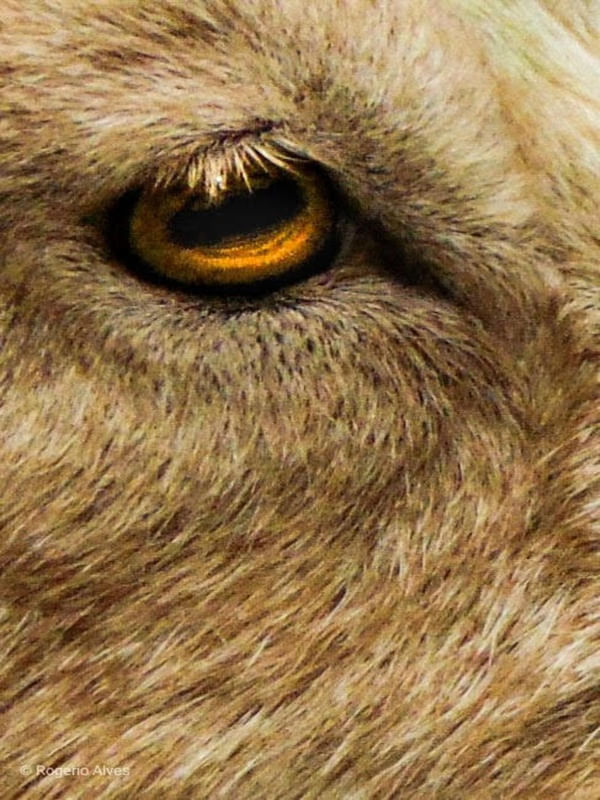 OLHAR AMARELO