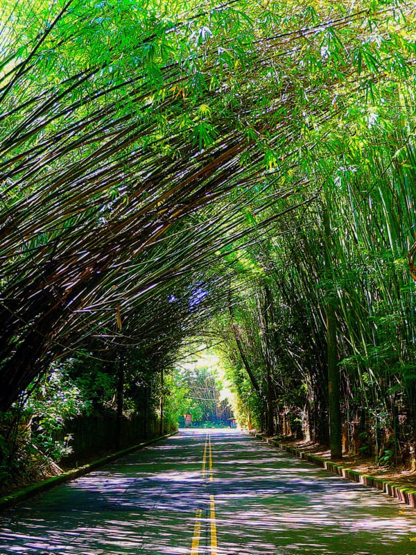 CAMINHO NA FLORESTA