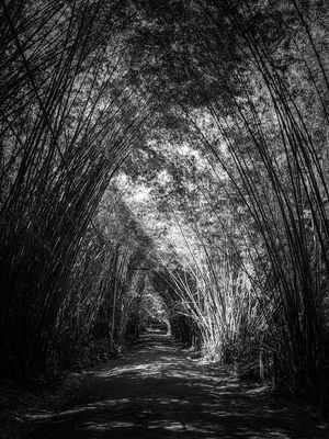 CAMINHANDO EM PRETO E BRANCO