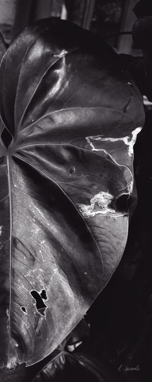 PLANTA ESCURA