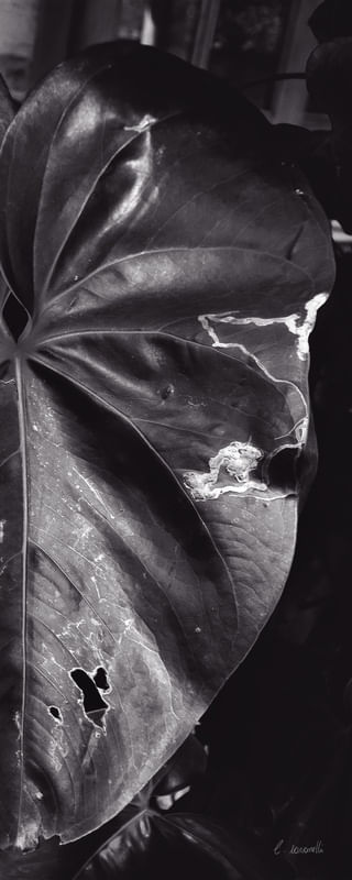 PLANTA ESCURA