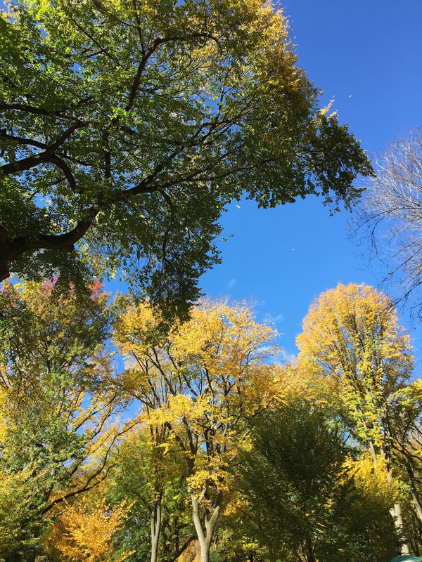 CENTRAL PARK SKY