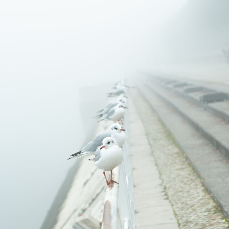 GAIVOTAS 01