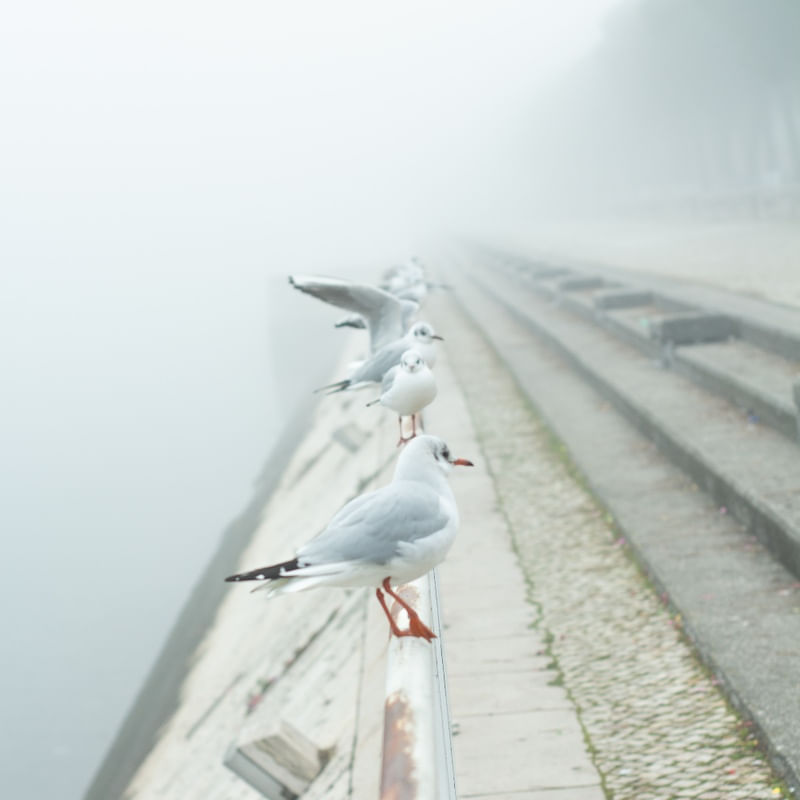 GAIVOTAS 02