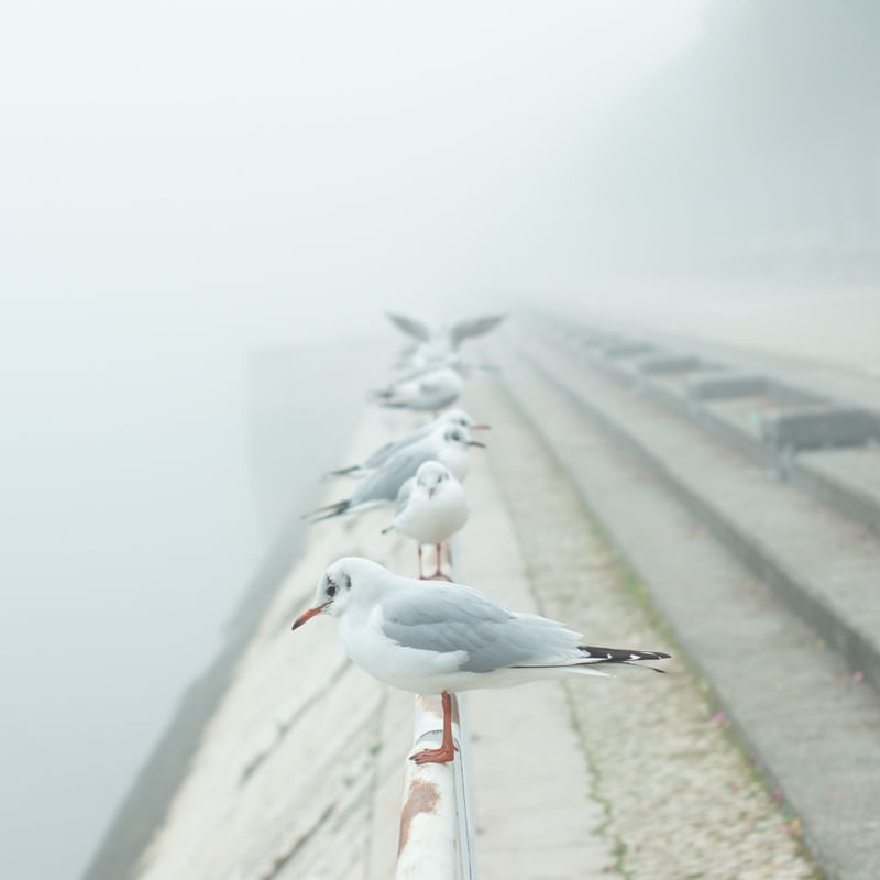 GAIVOTAS 03