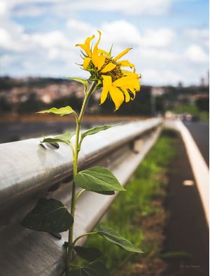 GIRASOL NA ESTRADA