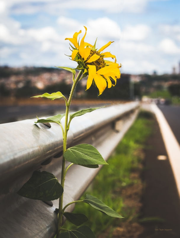 GIRASOL NA ESTRADA