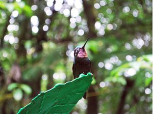 COLIBRI