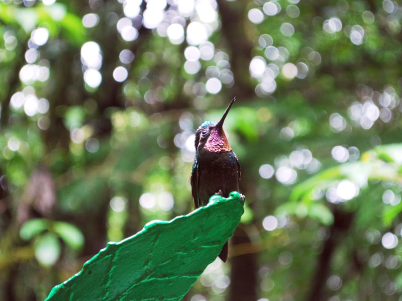 COLIBRI