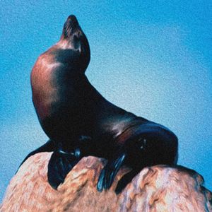 SEAL