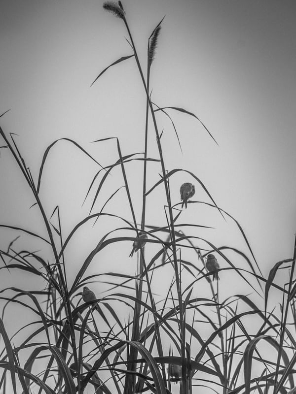 REFUGIO AO AMANHECER_2