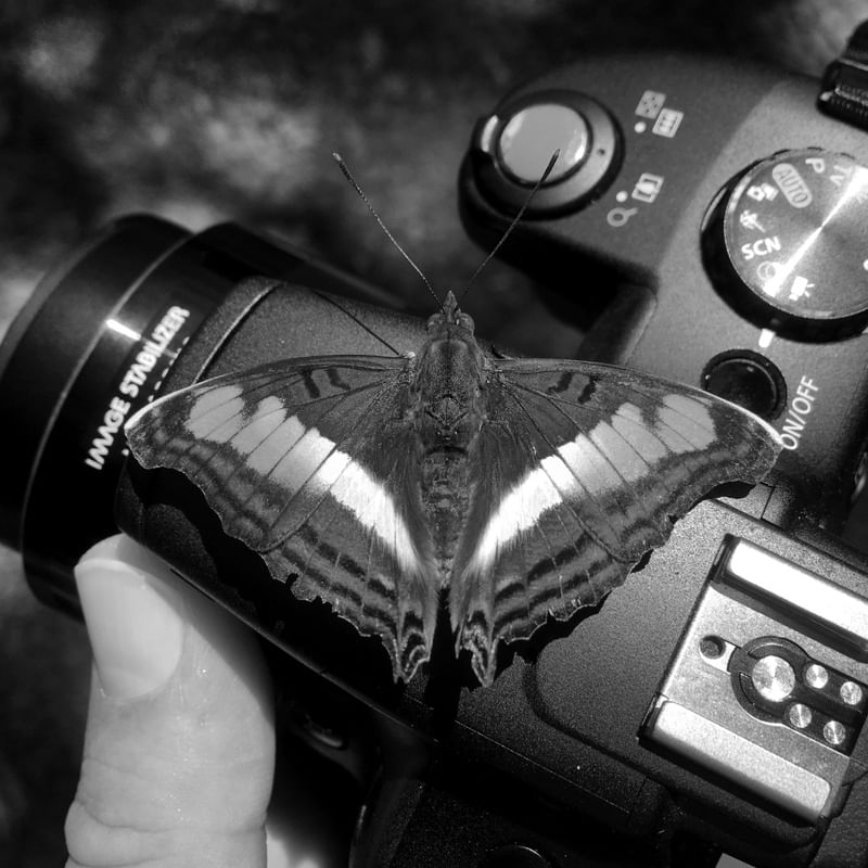 BORBOLETA FOTÓGRAFA
