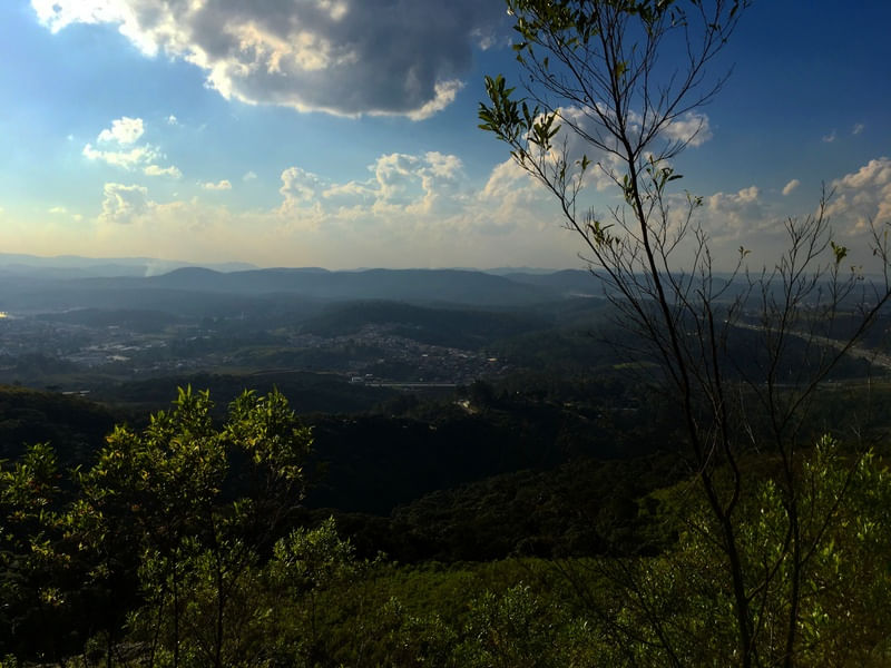 FLORESTA E SÃO PAULO