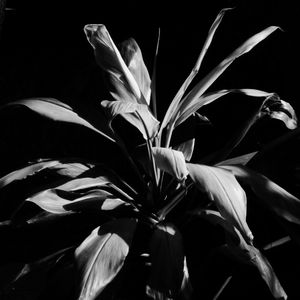 FOLHAS E ESCURO 01