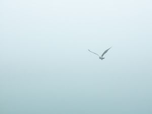 GAIVOTA SOLITÁRIA