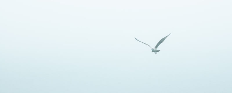 GAIVOTA SOLITÁRIA 02