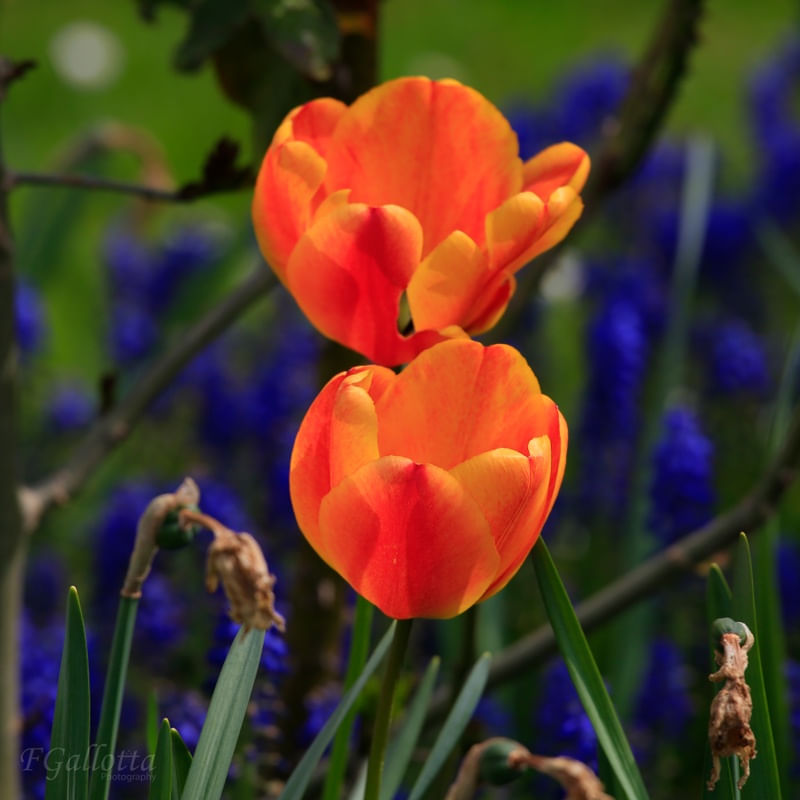 ORANGE_FLOWERS