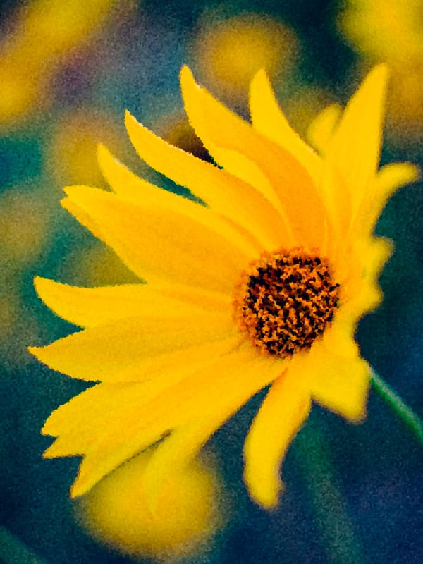 GIRASOLC