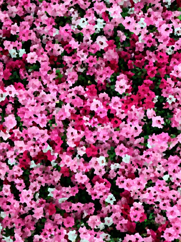 CAMPOSROSE