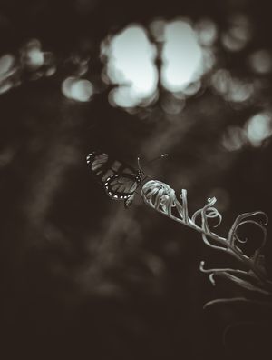 NATUREZA CAOS