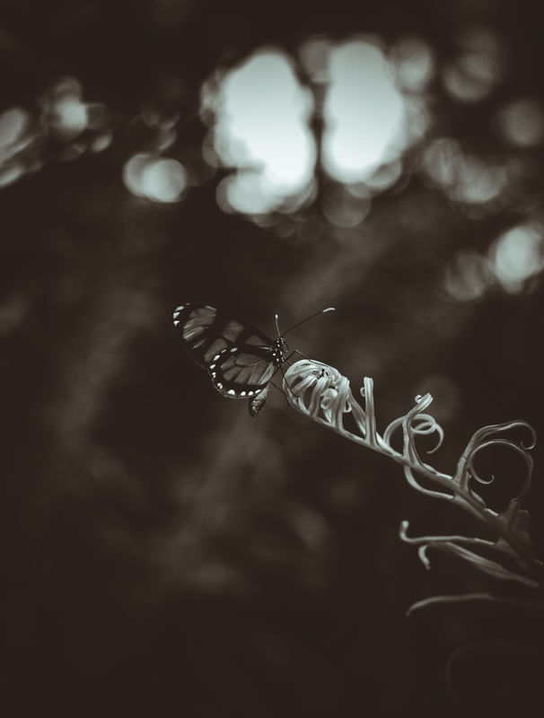 NATUREZA CAOS