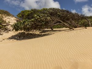 DUNAS GENIPABU