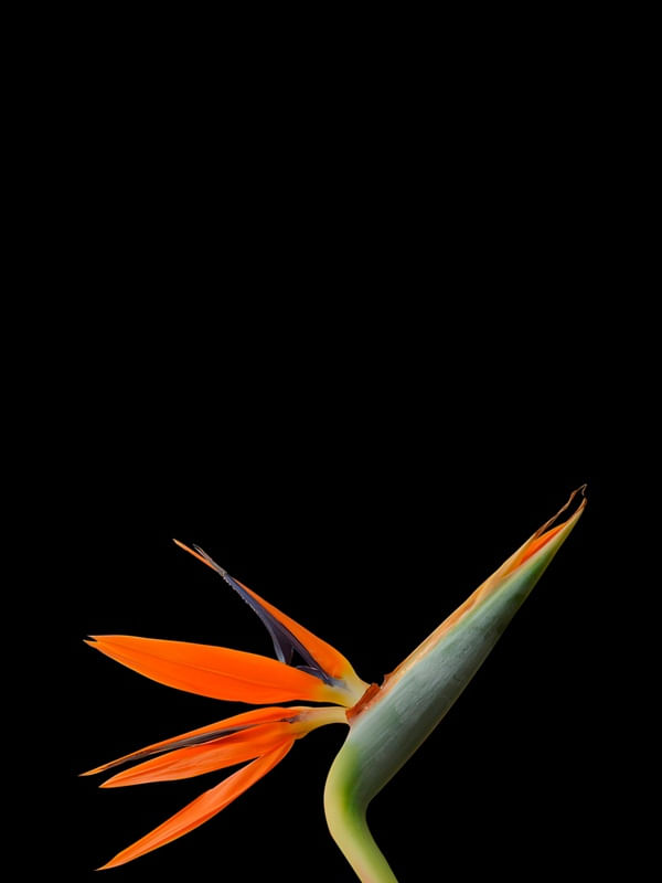 FLORLANG