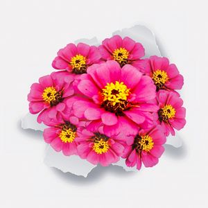 INVASÃO FLORAL