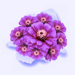 INVASÃO DE FLORES ROSAS