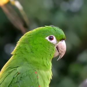 AVE CHAMADA DE MARACANÃ 00