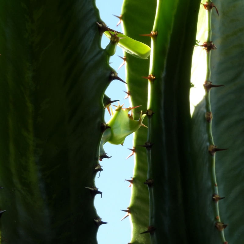 CACTOS E ESPINHOS