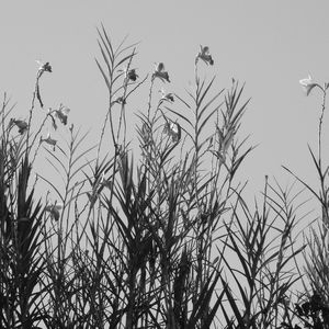GALHOS E FLORES 00