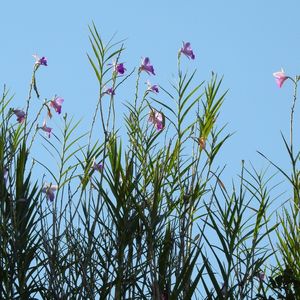 GALHOS E FOLHAS 01