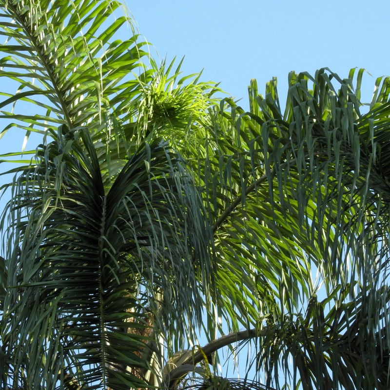 PALMEIRA SOB A LUZ DO SOL 00