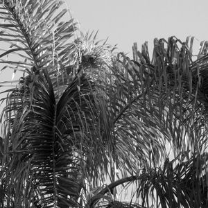 PALMEIRA SOB A LUZ DO SOL EM PRETO E BRANCO 01