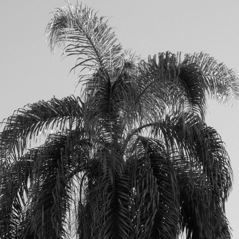 PALMEIRA SOB A LUZ DO SOL EM PRETO E BRANCO 00