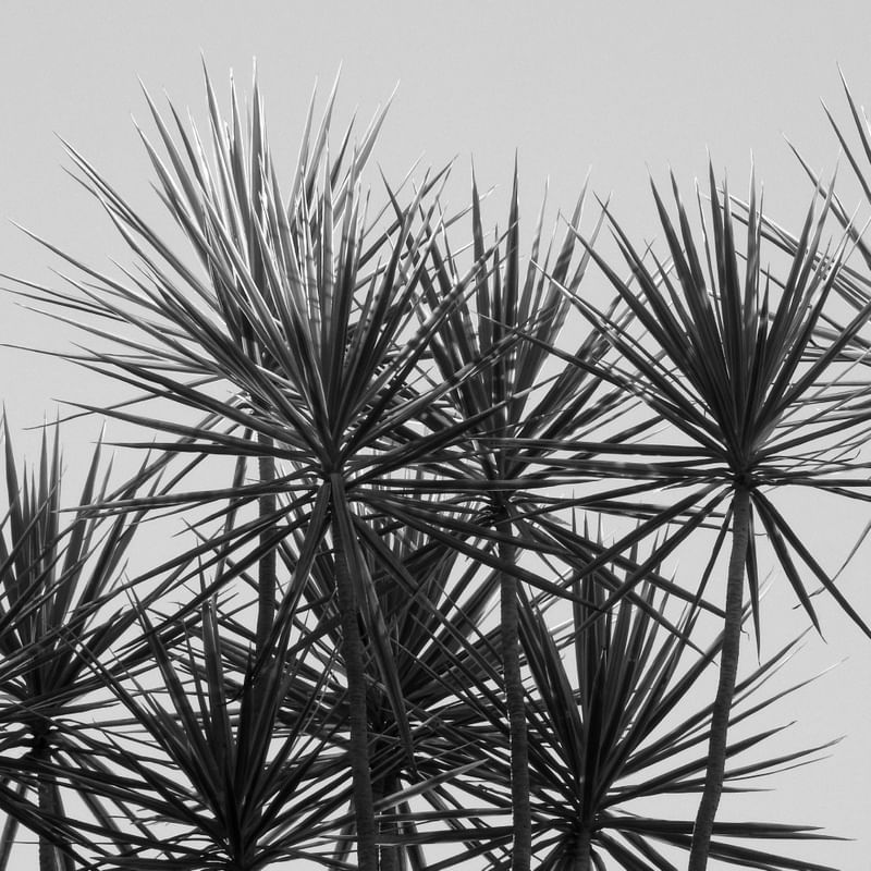 PLANTAS PONTUDAS 00