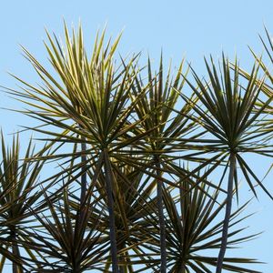 PLANTAS PONTUDAS