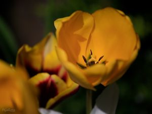 YELLOW_FLOWERS