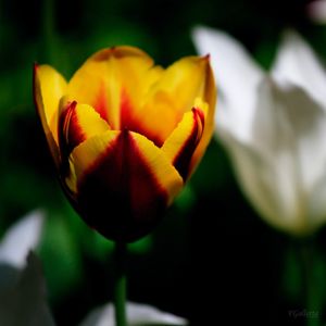 MIXED_FLOWER
