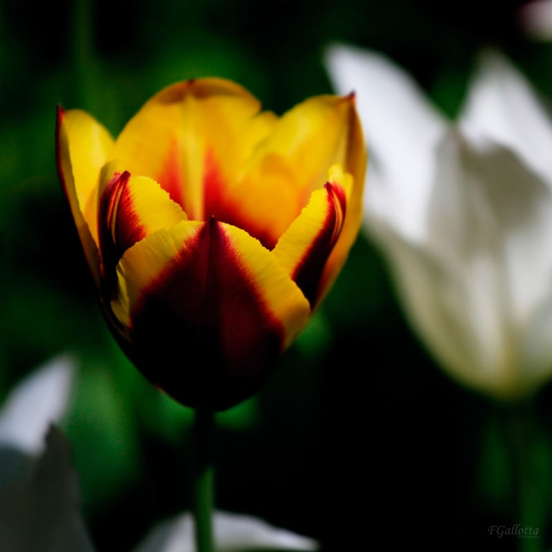 MIXED_FLOWER