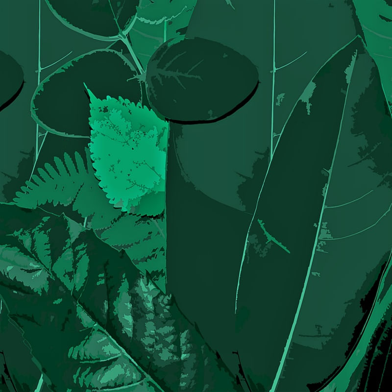 FOLIAGE