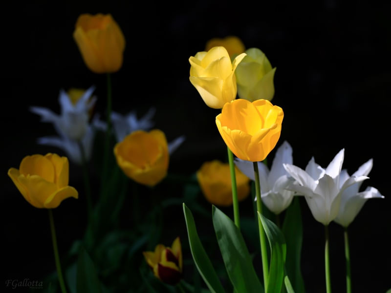 YELLOW_FLOWERS_2