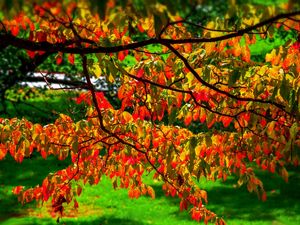 FOLHAS DE OUTONO COLORIDAS