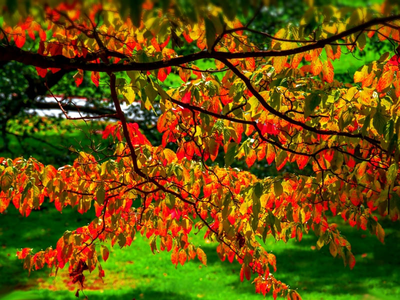 FOLHAS DE OUTONO COLORIDAS